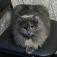 Cocsicat