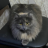 Cocsicat